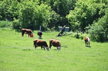 Herefords Grazing