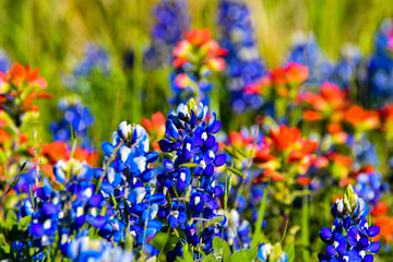 Bluebonnets & Paintbrush