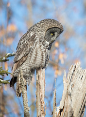 great gray owl hunting from tree