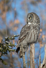 great gray owl hunting from tree