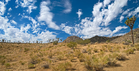 Joshua Tree Panorama