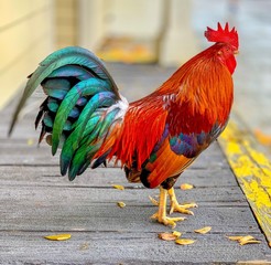 Key West Rooster © Rich