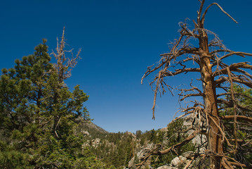 Fototapeta premium Tree Tops San Jacinto 