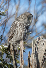 great gray owl hunting from tree