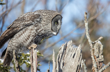 great gray owl hunting from tree