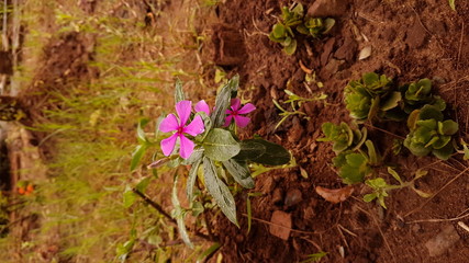 flowers in the garden