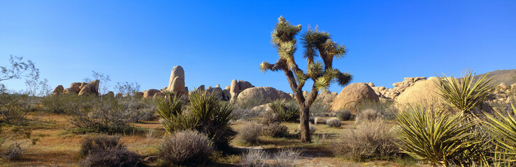 Joshua Tree National Park, Spring, California