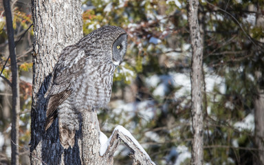 great gray owl hunting from tree