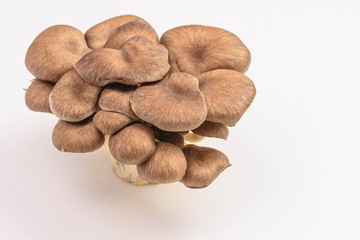 食用キノコ　ひらたけ