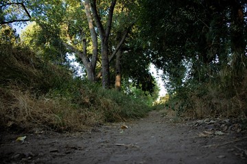 Fototapeta premium road in the forest