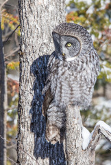 great gray owl hunting from tree