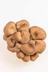 食用キノコ　ひらたけ