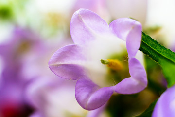Bluebell hyacinth flower, soft violet