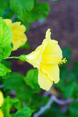 Yellow hibiscus flower in bloom