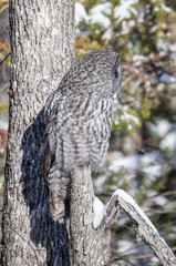 great gray owl hunting from tree