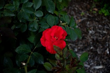 red rose in garden