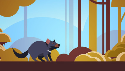 tasmanian devil walking in forest australian wild animal wildlife fauna concept landscape background horizontal vector illustration