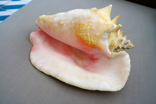 A Decorative Pink Conch Shell