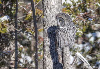 great gray owl hunting from tree