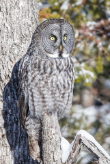 great gray owl hunting from tree