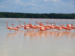 Flamingoes in Mexico