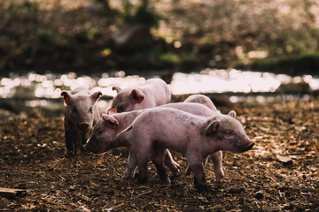 Cerdo bebé caminando en la granja
