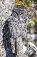 great gray owl hunting from tree