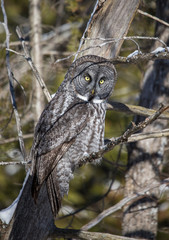 great gray owl hunting from tree
