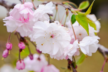 都城観音池公園の八重桜	
