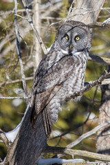 great gray owl hunting from tree