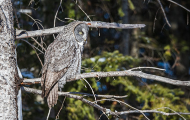 great gray owl hunting from tree