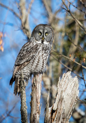 great gray owl hunting from tree