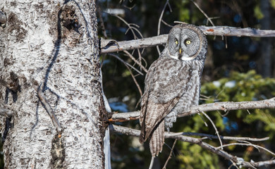 great gray owl