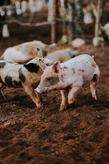 Cerdo beb&eacute; caminando en la granja