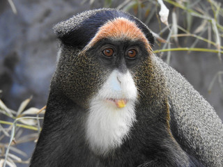 De Brazza's Monkey Sticking Its Tongue Out