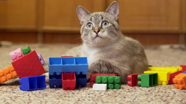 cute cat lying among details of a toy constructor