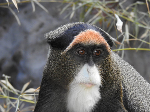 De Brazza's Monkey