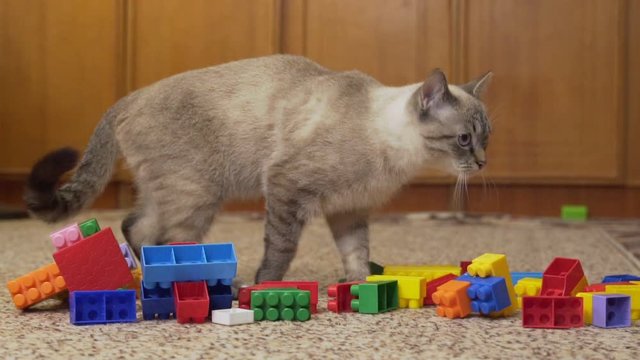 landing cat on a carpet with toys. slow motion