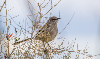 mockingbird on tree branch