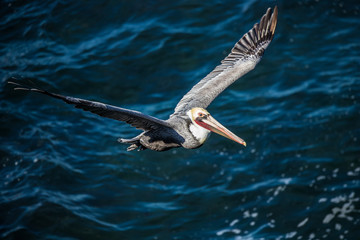large pelican in ocean