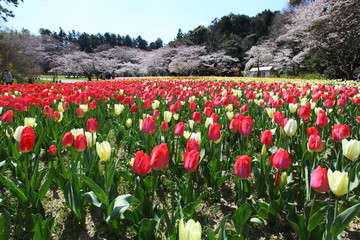 桜とチューリップ畑