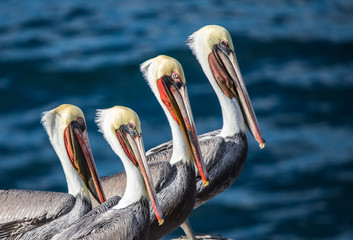 large pelican in ocean