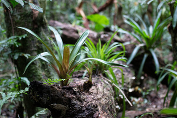 Bromélias tropicais