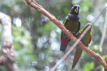 Casal de periquitos