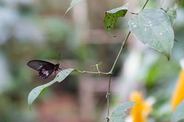 Mini borboleta