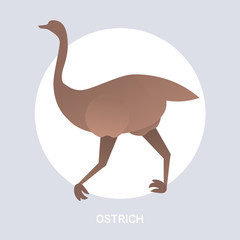 ostrich icon cartoon endangered wild animal symbol wildlife species fauna concept flat vector illustration