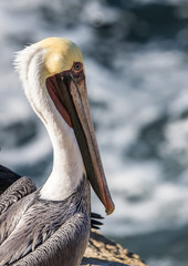 profile of pelican