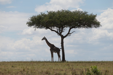 Giraffe under a tree