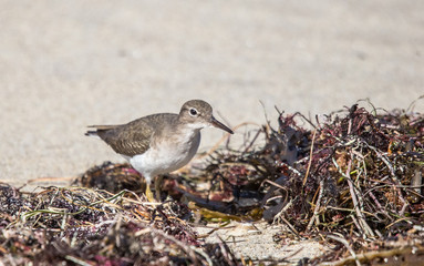 sandpiper in seaweed on beach