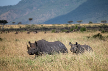 Mother and baby black rhinoceros 